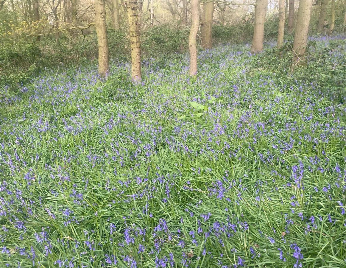 Bluebell Holiday home *